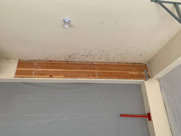 Asbestos and Lead Testing During Mold Inspection in Hiawatha, KS